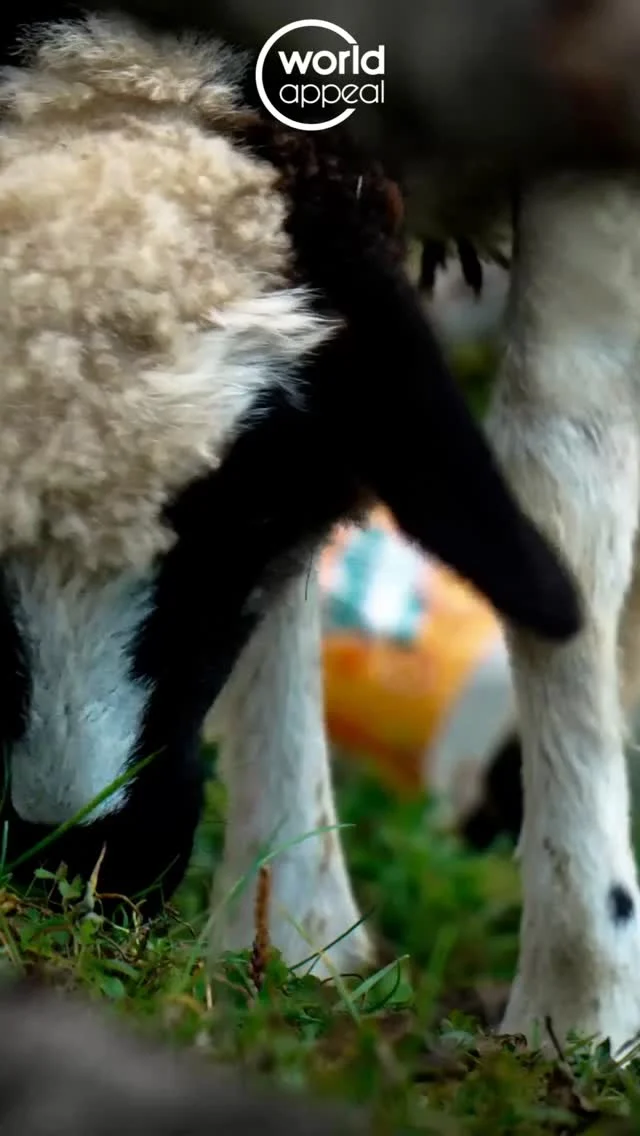 Instagram post from worldappealofficial. This post is in position 1.